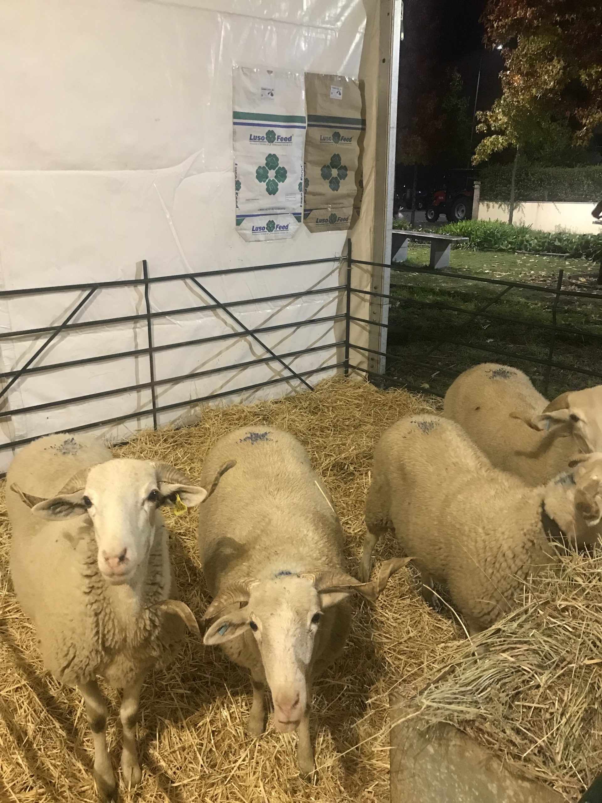 Feira dos Santos 2022