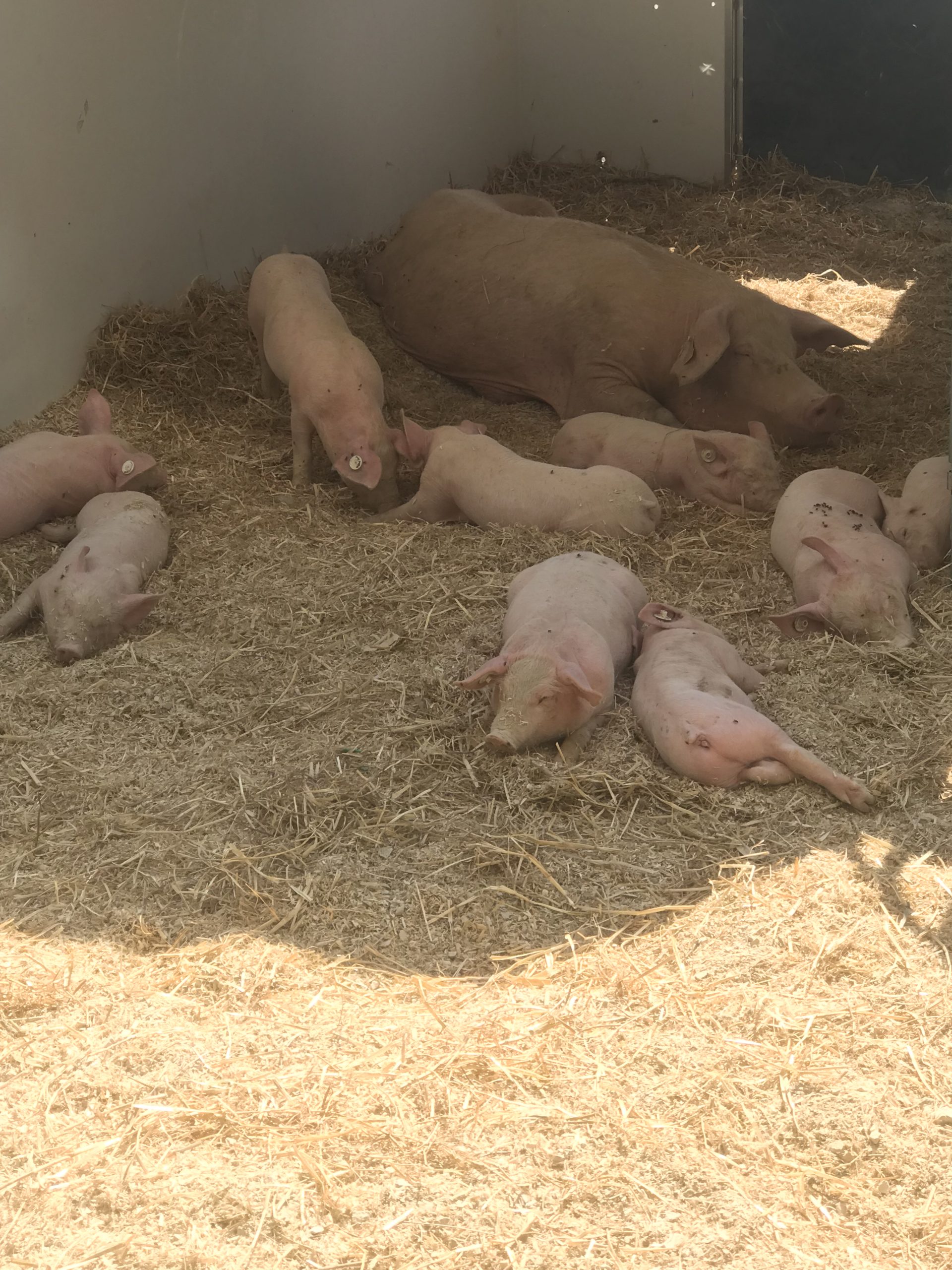 Feira Nacional da Agricultura (FNA) de Santarém no ano de 2022