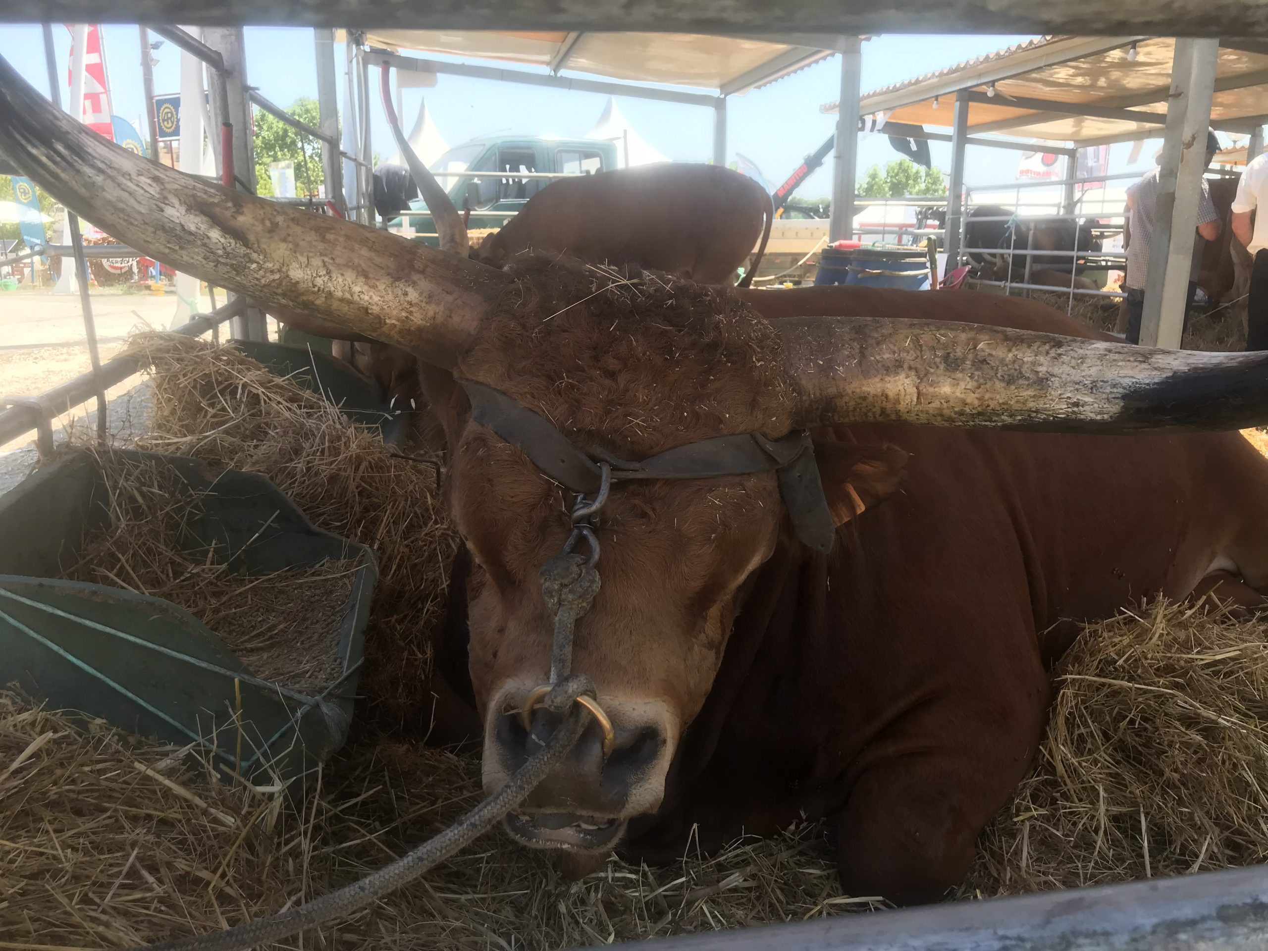 Feira Nacional da Agricultura (FNA) de Santarém no ano de 2022