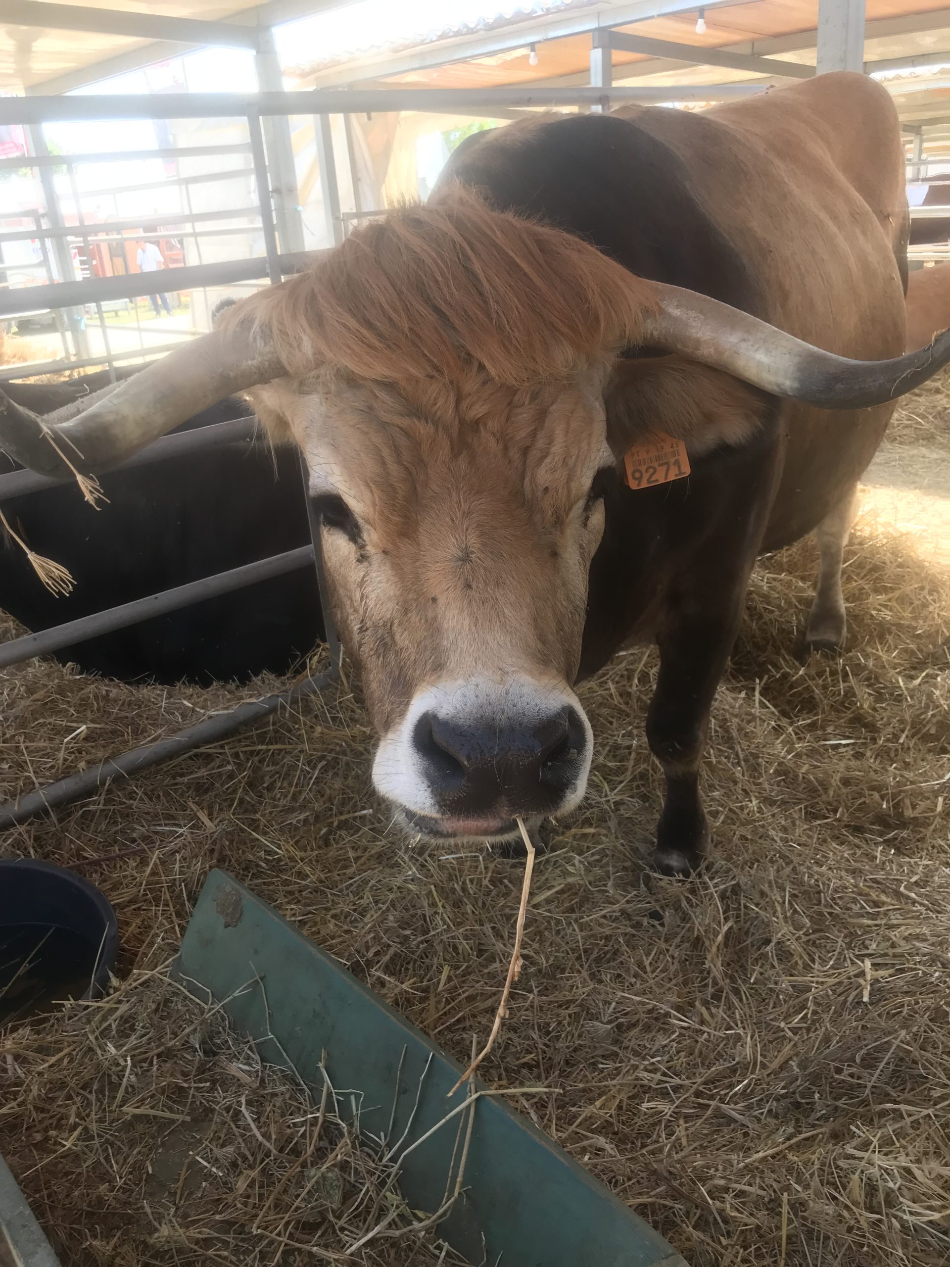 Feira Nacional da Agricultura (FNA) de Santarém no ano de 2022