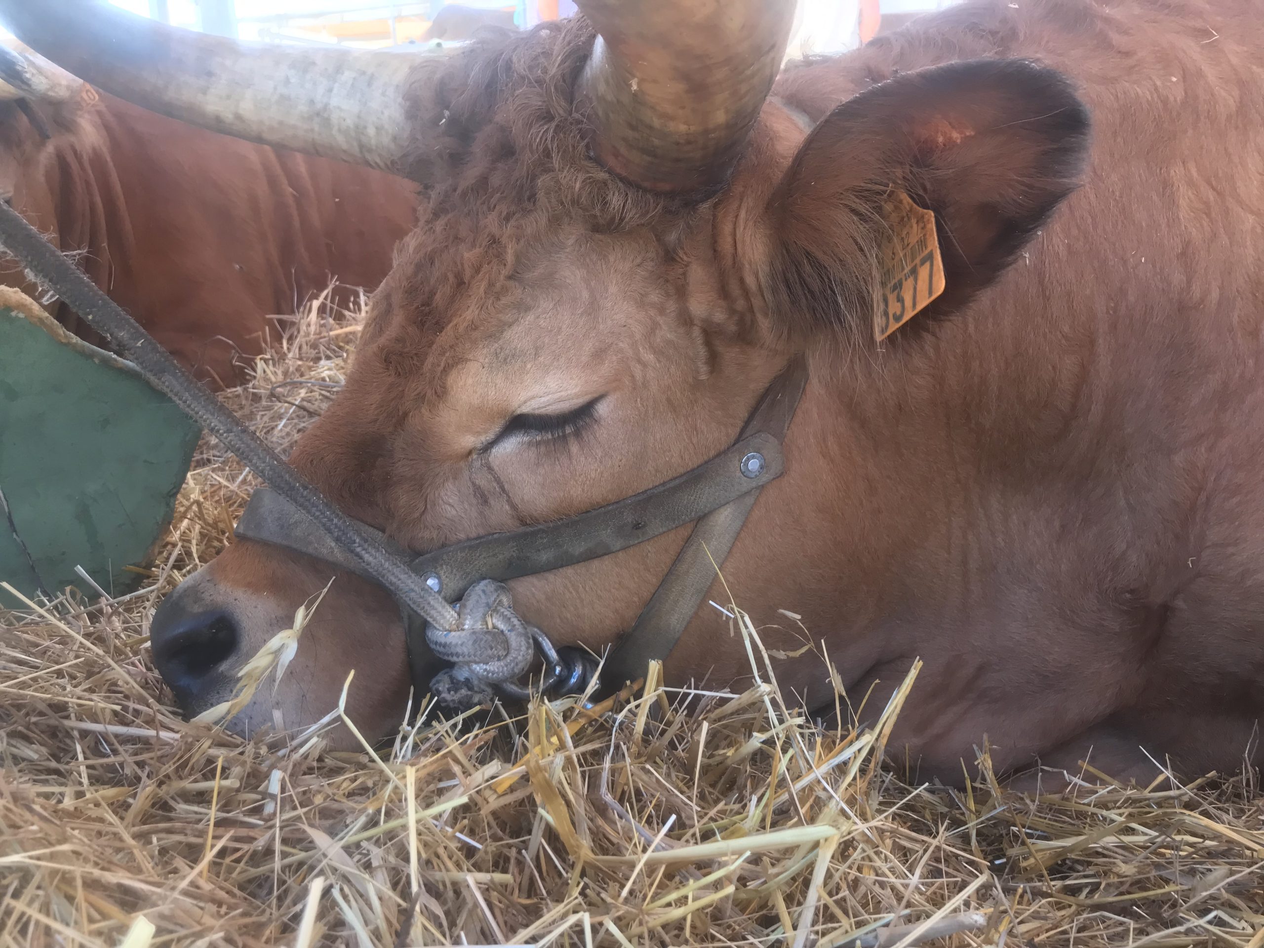 Feira Nacional da Agricultura (FNA) de Santarém no ano de 2022