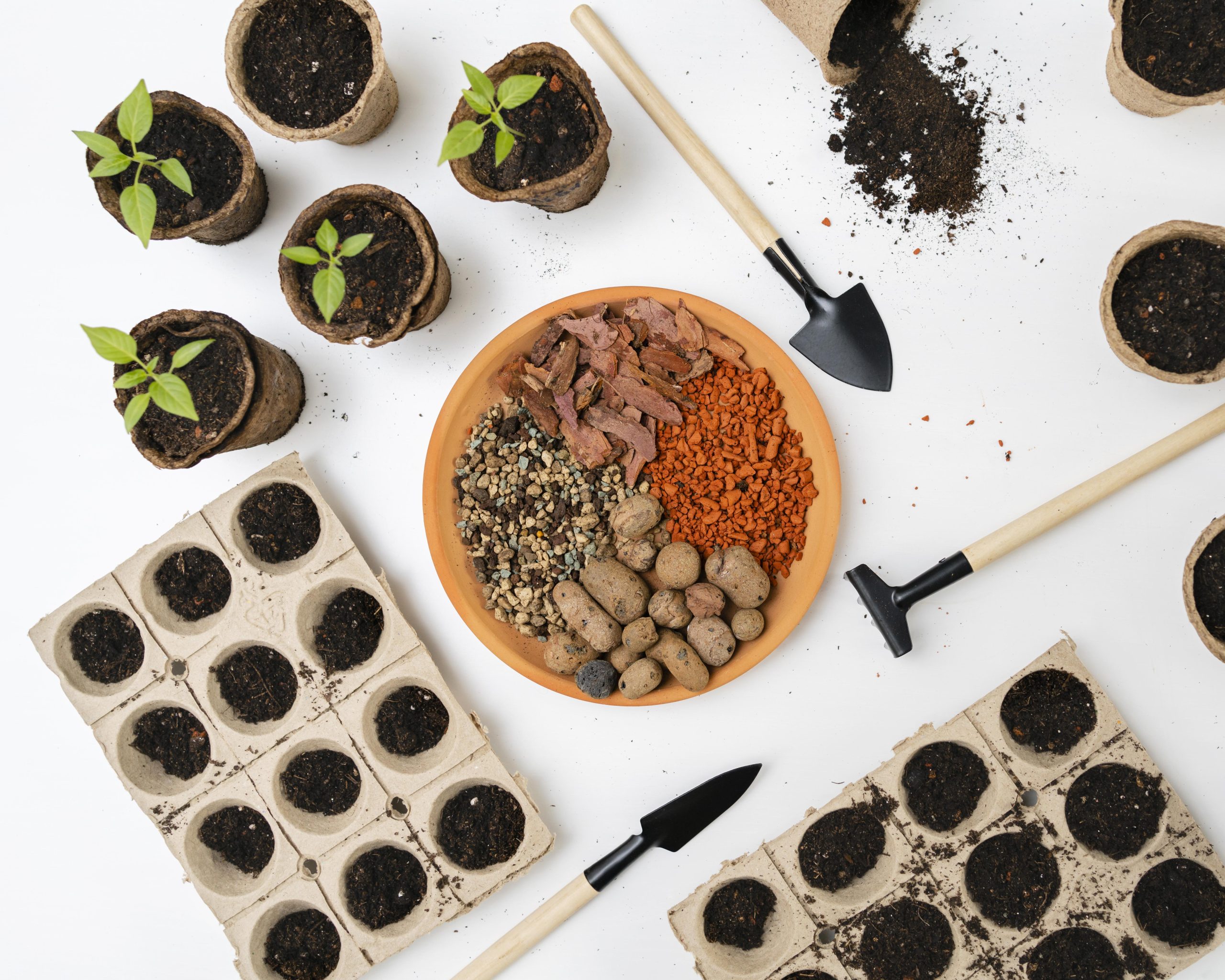 Plantas e Sementes